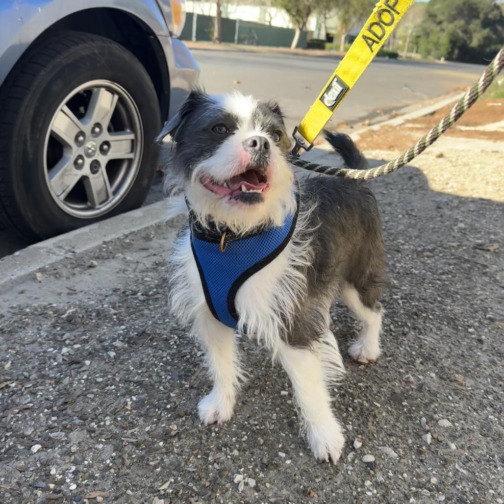 Chester — thumbnail 2