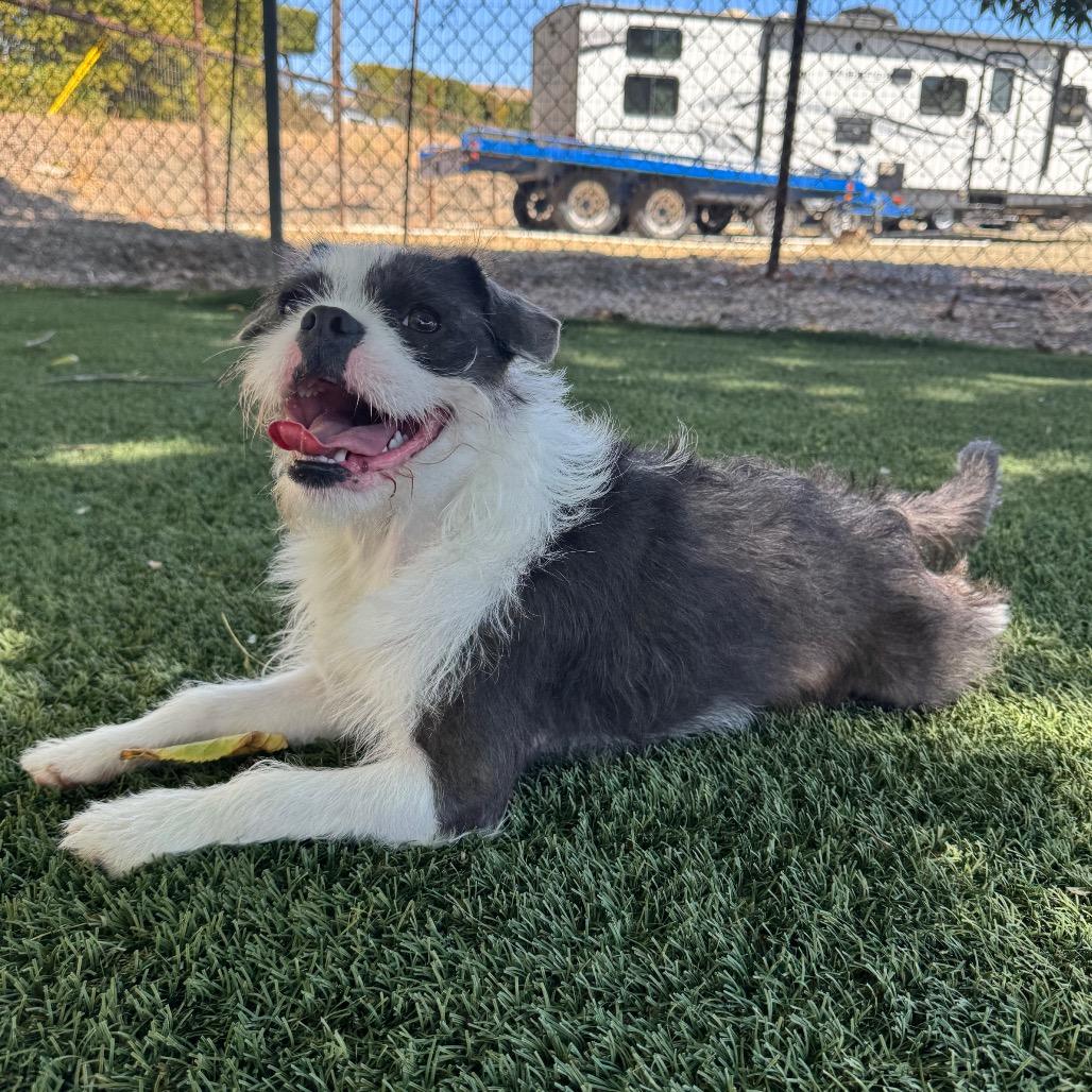 Enlarge Chester, a Adoptable mixed breed in Buellton, CA image 4/5