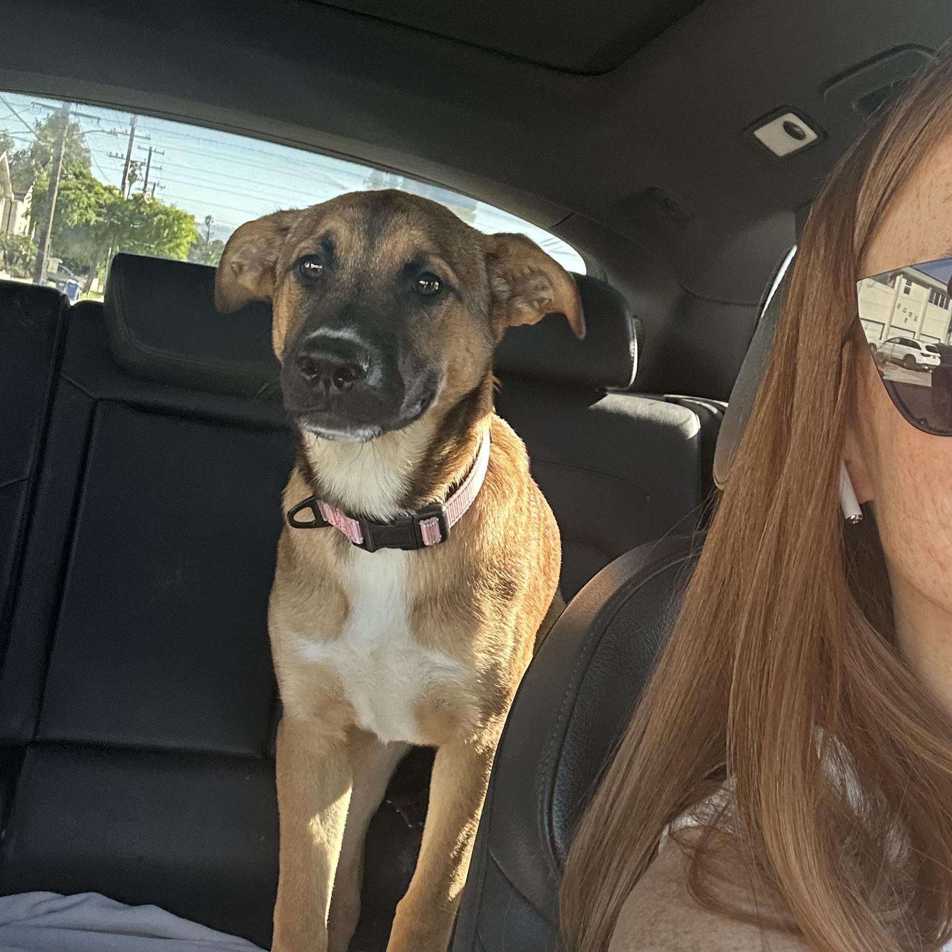 Enlarge INDIE!, a Adoptable mixed breed in San Deigo, CA image 1/6