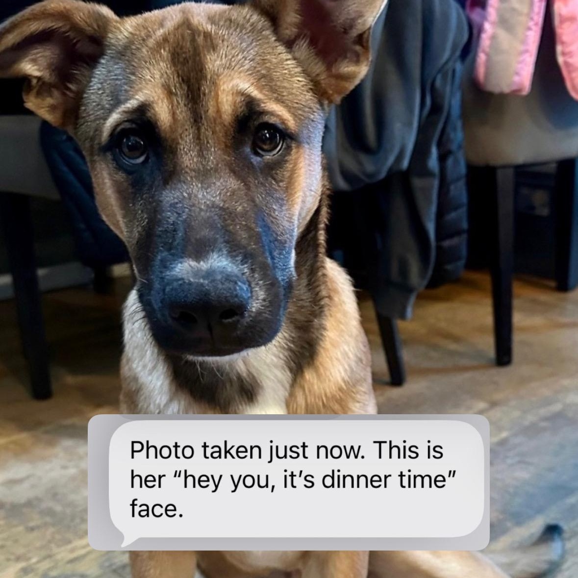 Enlarge INDIE!, a Adoptable mixed breed in San Deigo, CA image 5/6