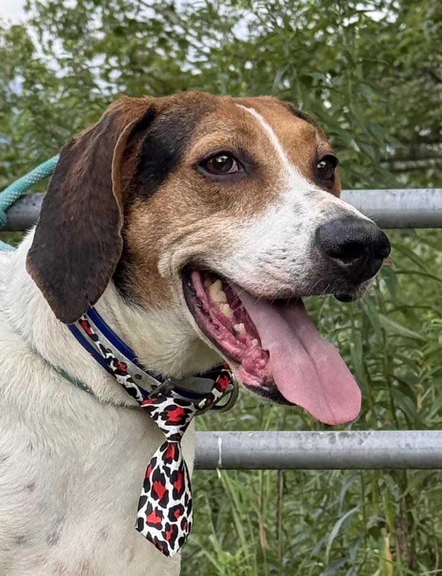 Reagan, Adoptable, Senior Male American Foxhound.