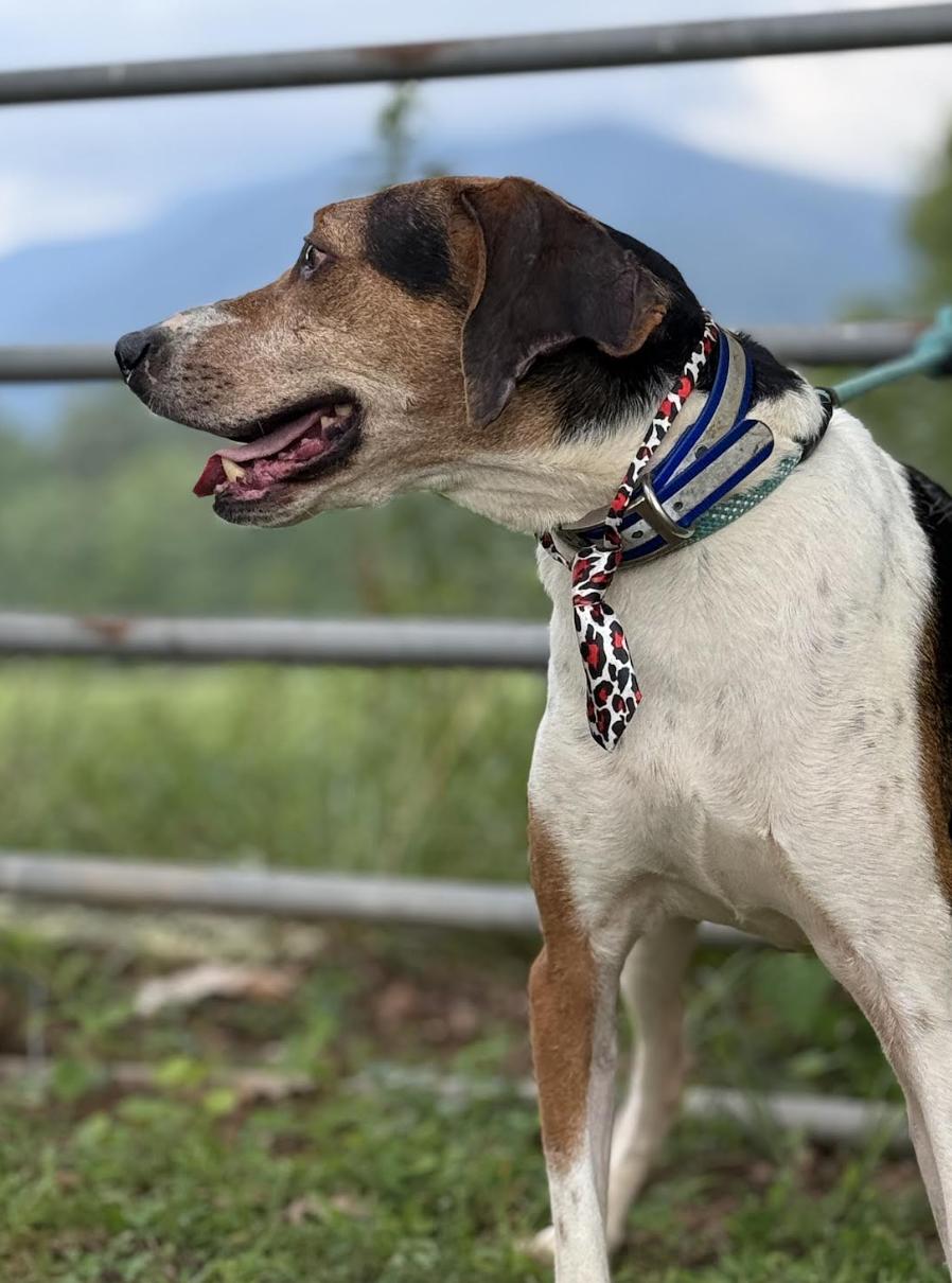 Enlarge Reagan, a Adoptable mixed breed in Woburn, MA image 2/6