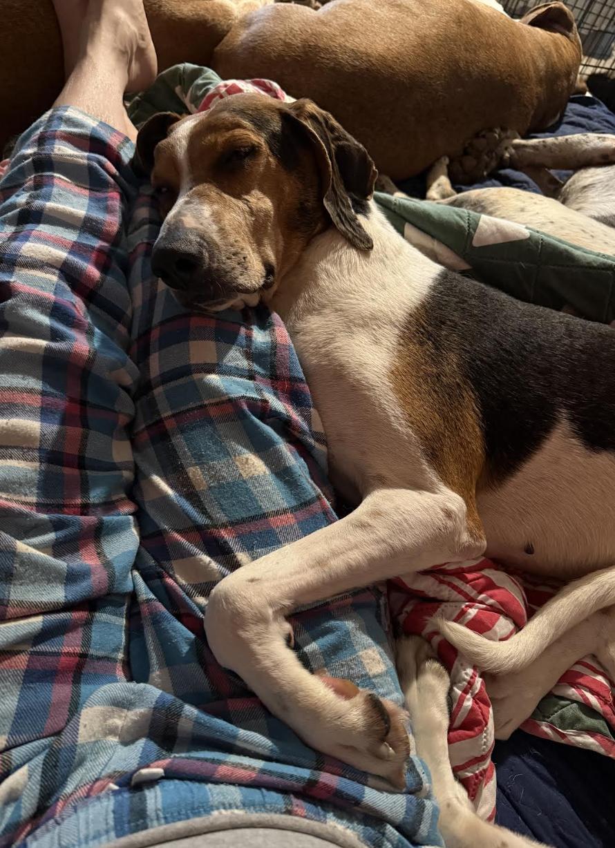 Enlarge Reagan, a Adoptable mixed breed in Woburn, MA image 5/6