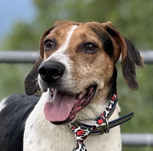 Enlarge Reagan, a Adoptable mixed breed in Woburn, MA image 6/6