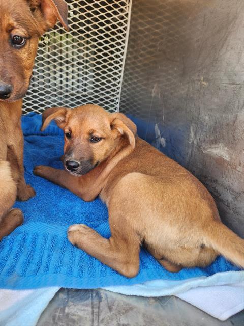 BLOSSOM -- URGENT!!! ALMOST OUT OF TIME!!!