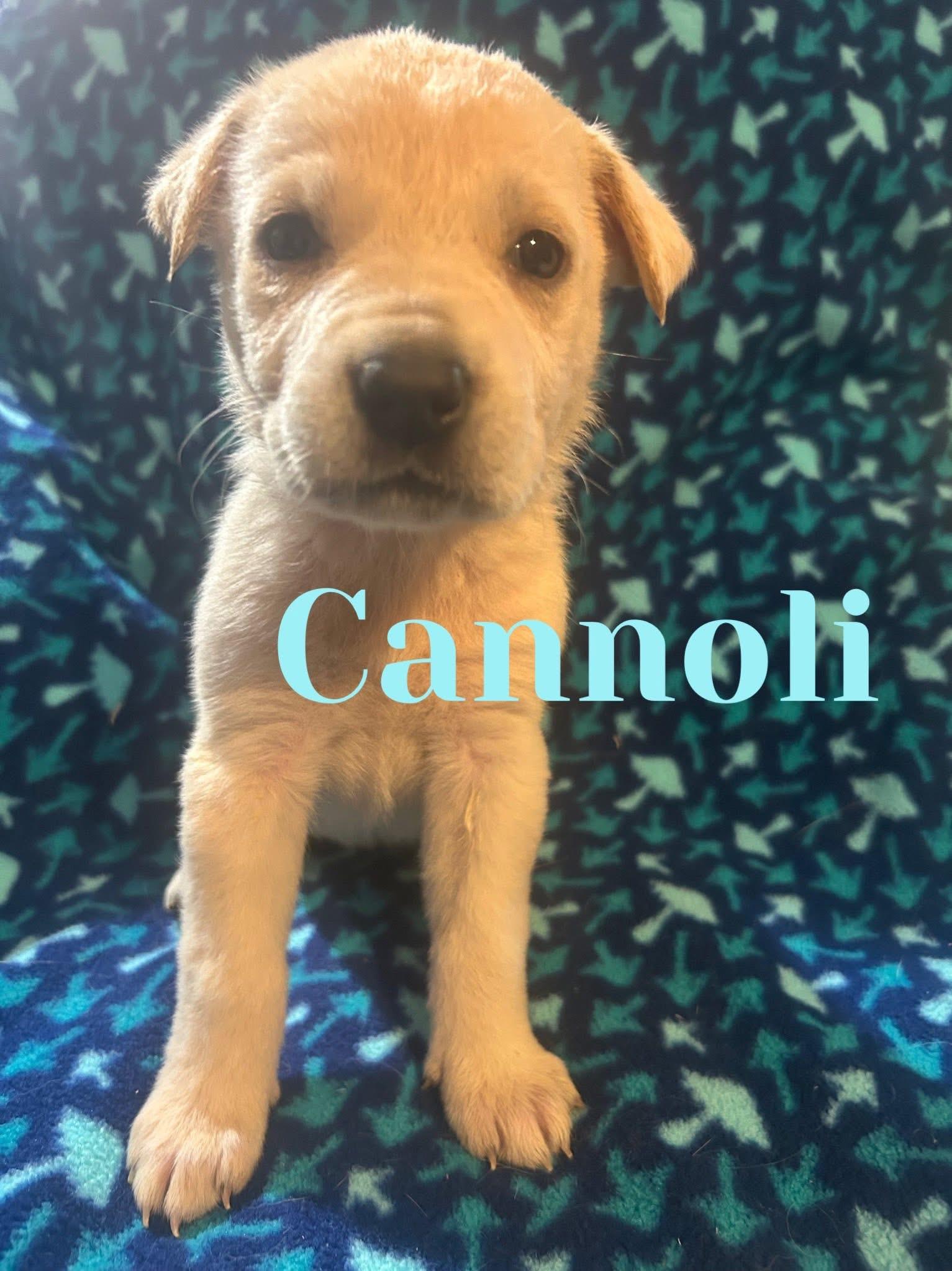 Enlarge SweetTreats-Cannoli, a Adopted mixed breed in Hardin, MT image 1/1