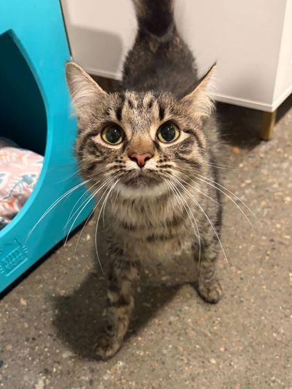 Enlarge Niya, a Adoptable Domestic Short Hair in Louisville, KY image 1/2