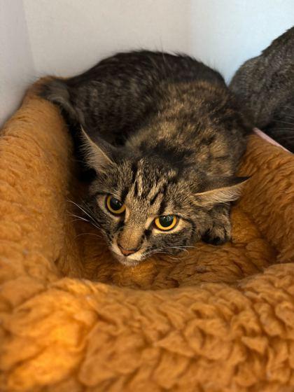 Enlarge Niya, a Adoptable Domestic Short Hair in Louisville, KY image 2/2