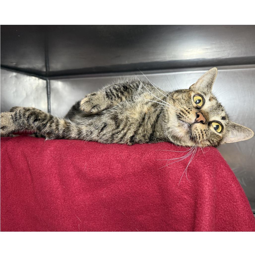 Sparklehoof — thumbnail 2