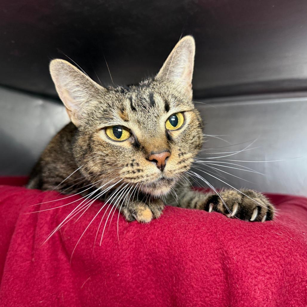 Sparklehoof — thumbnail 3