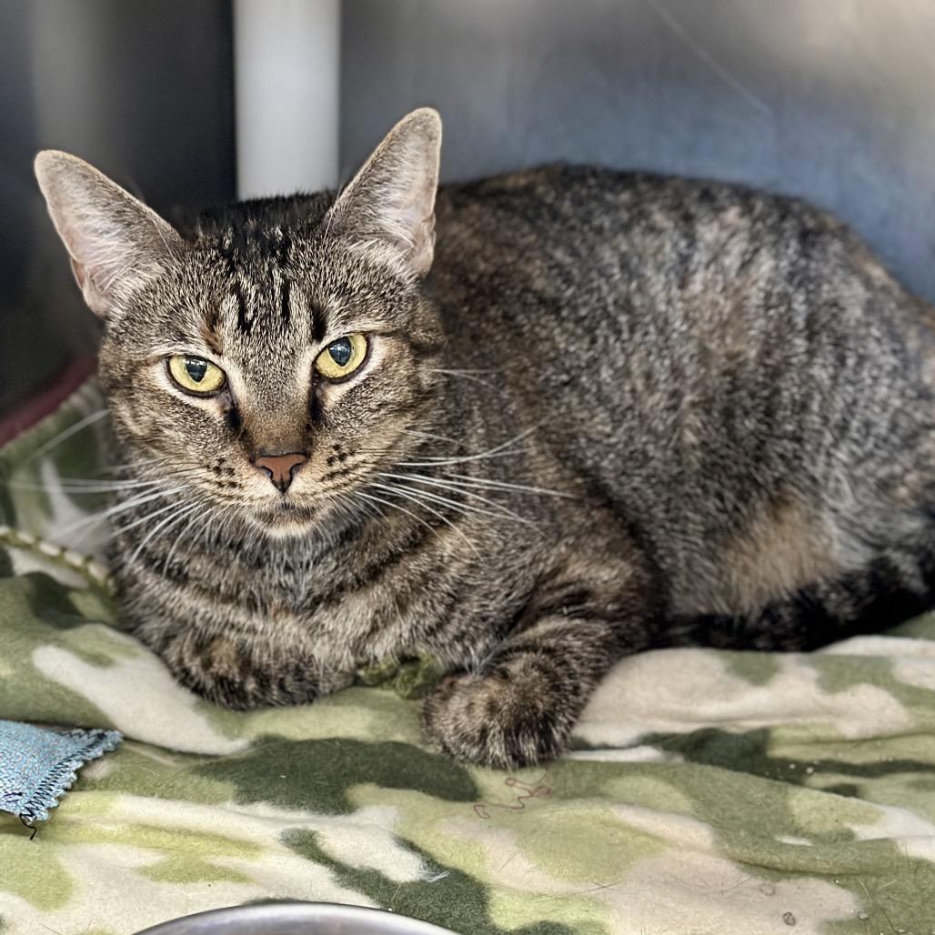 Sparklehoof — thumbnail 4