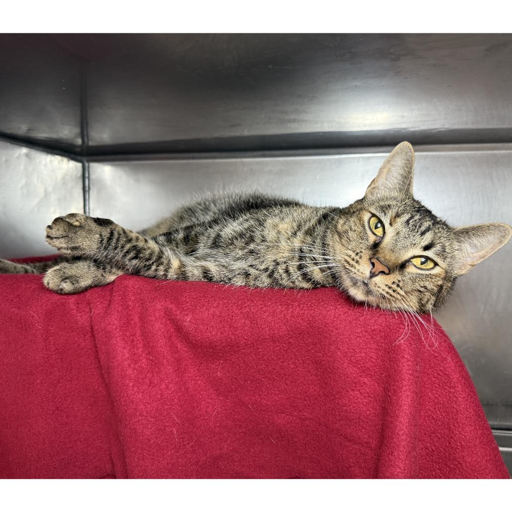 Sparklehoof — thumbnail 5