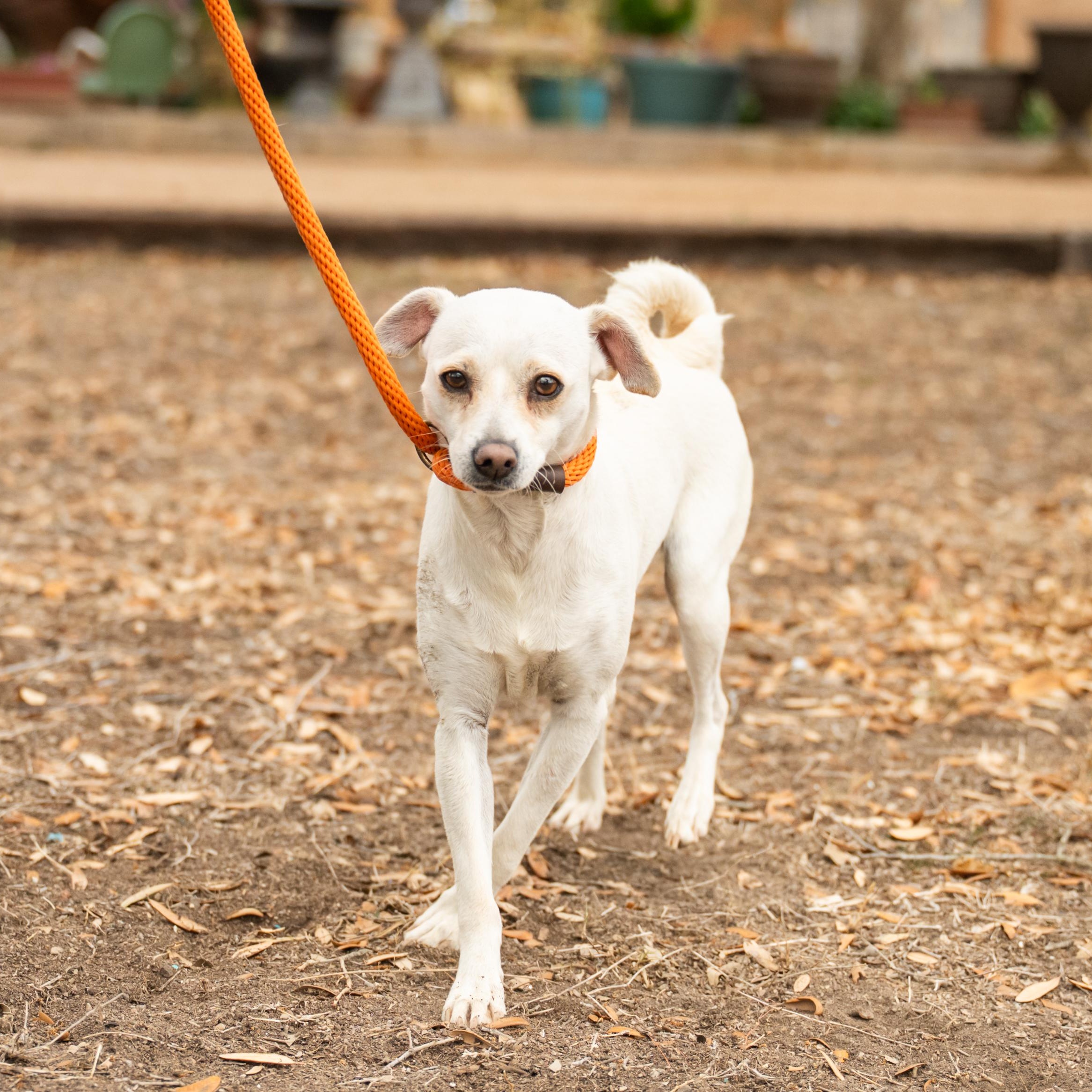Enlarge Skadi, a ADOPTABLE mixed breed in Williston, VT image 4/6