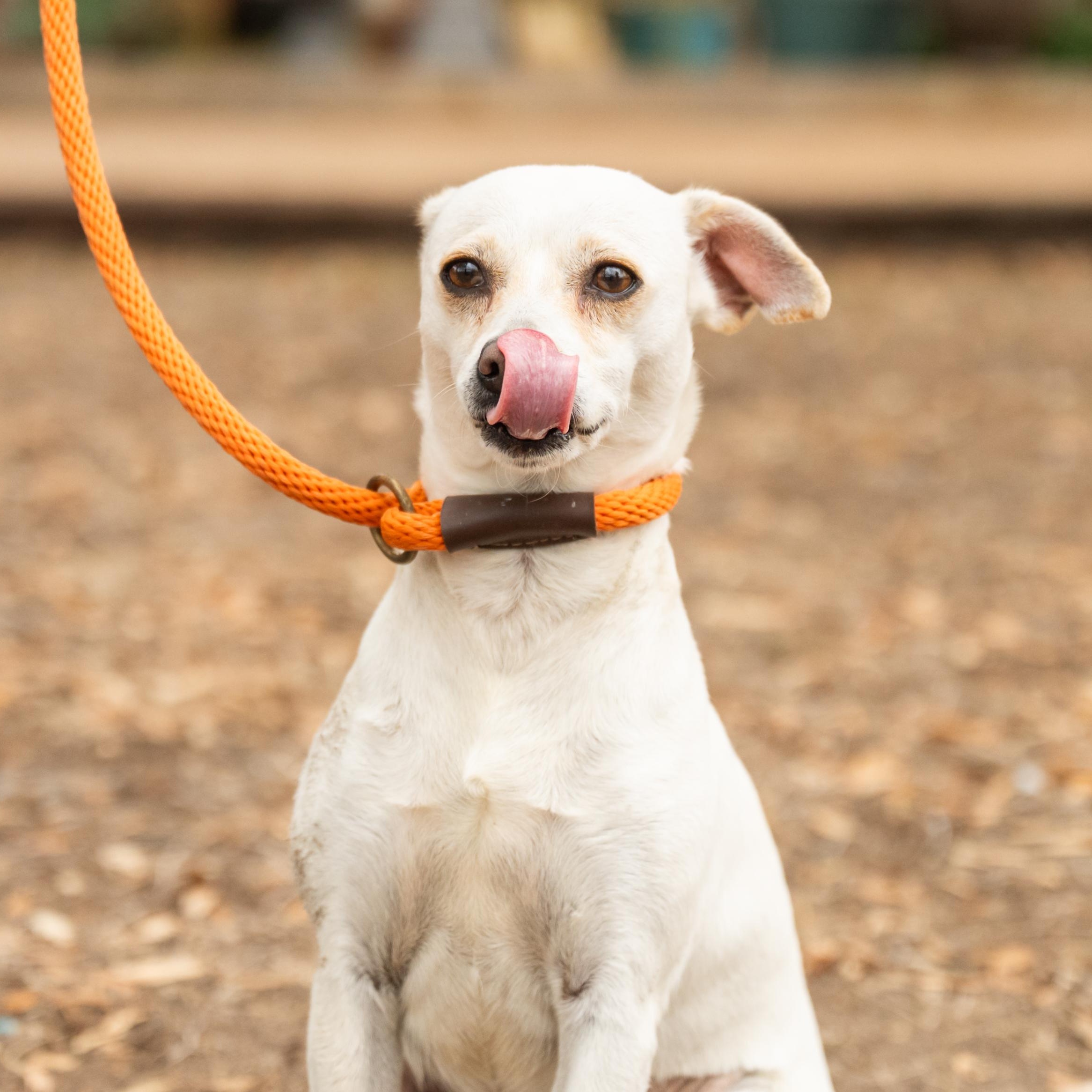 Enlarge Skadi, a ADOPTABLE mixed breed in Williston, VT image 2/6