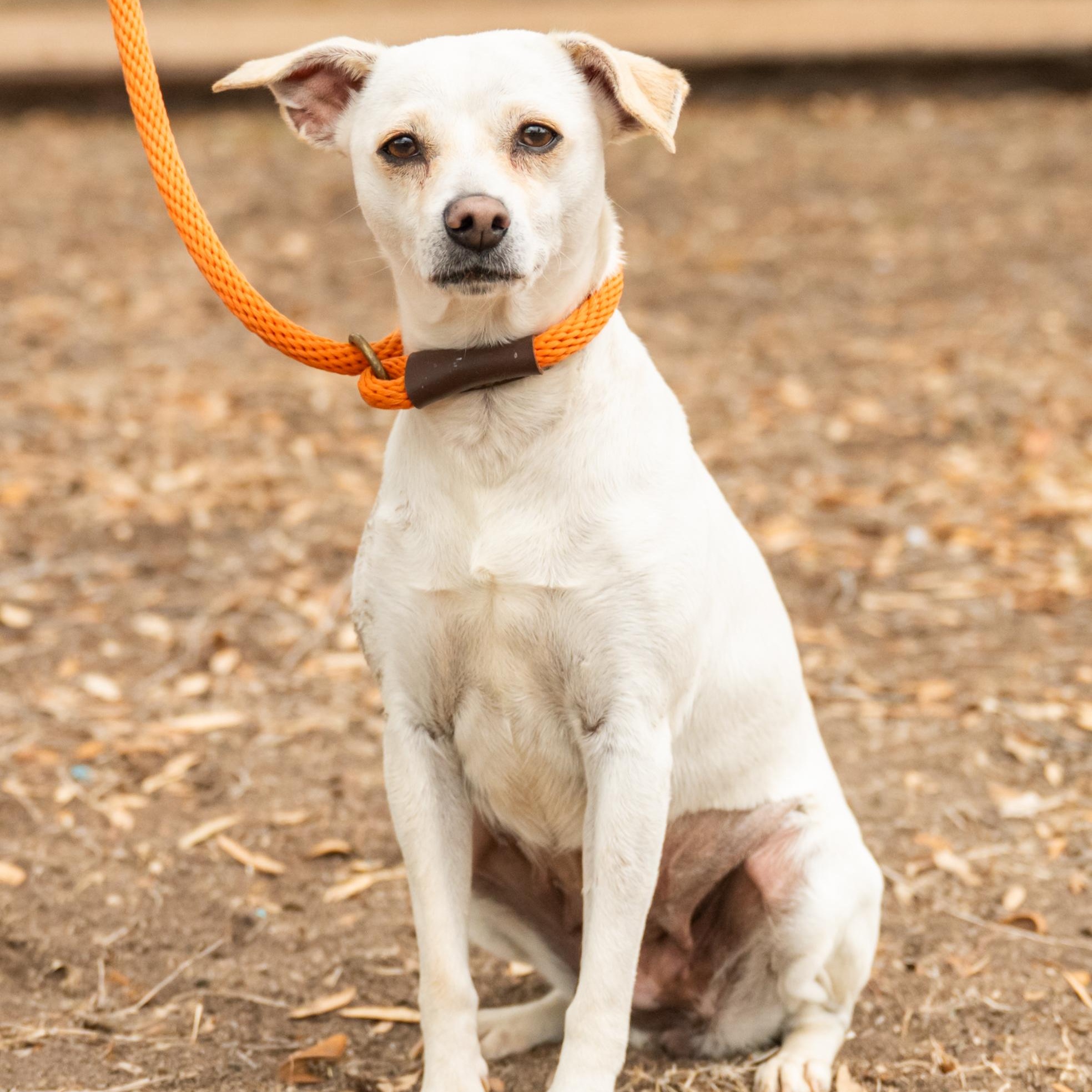 Skadi, ADOPTABLE, Young Female Chihuahua.