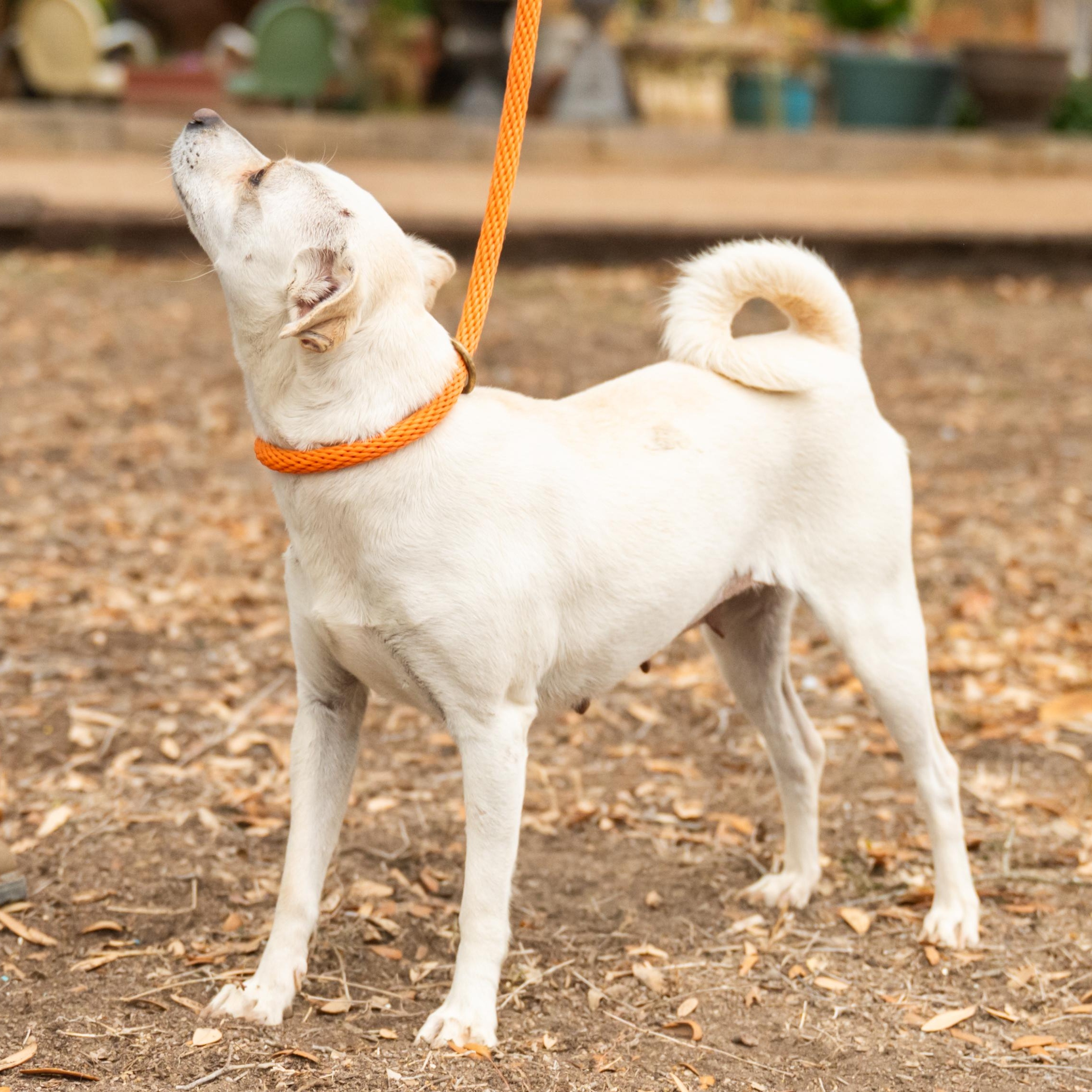 Enlarge Skadi, a ADOPTABLE mixed breed in Williston, VT image 3/6