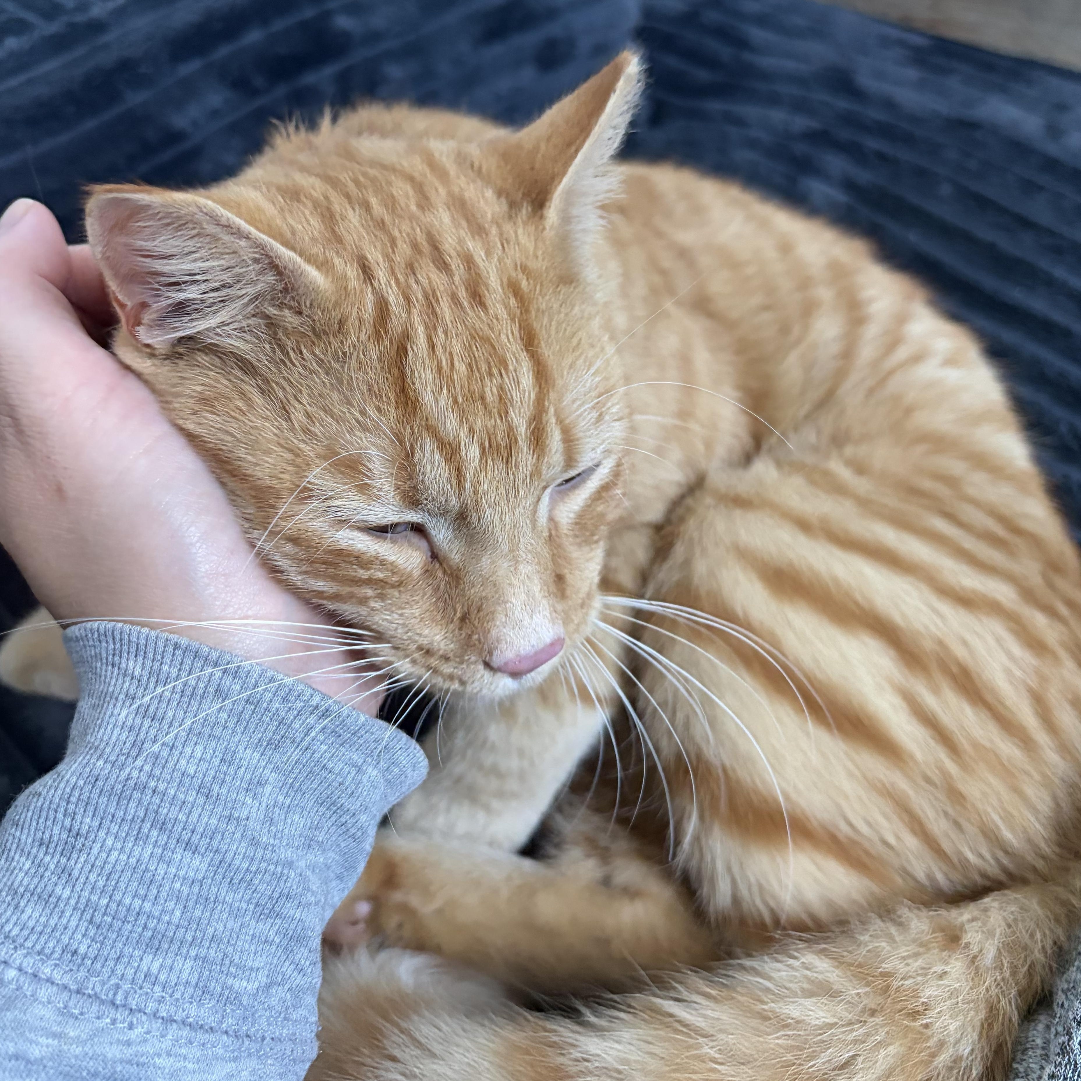 Fanta, Adoptable, Kitten Male Domestic Short Hair.