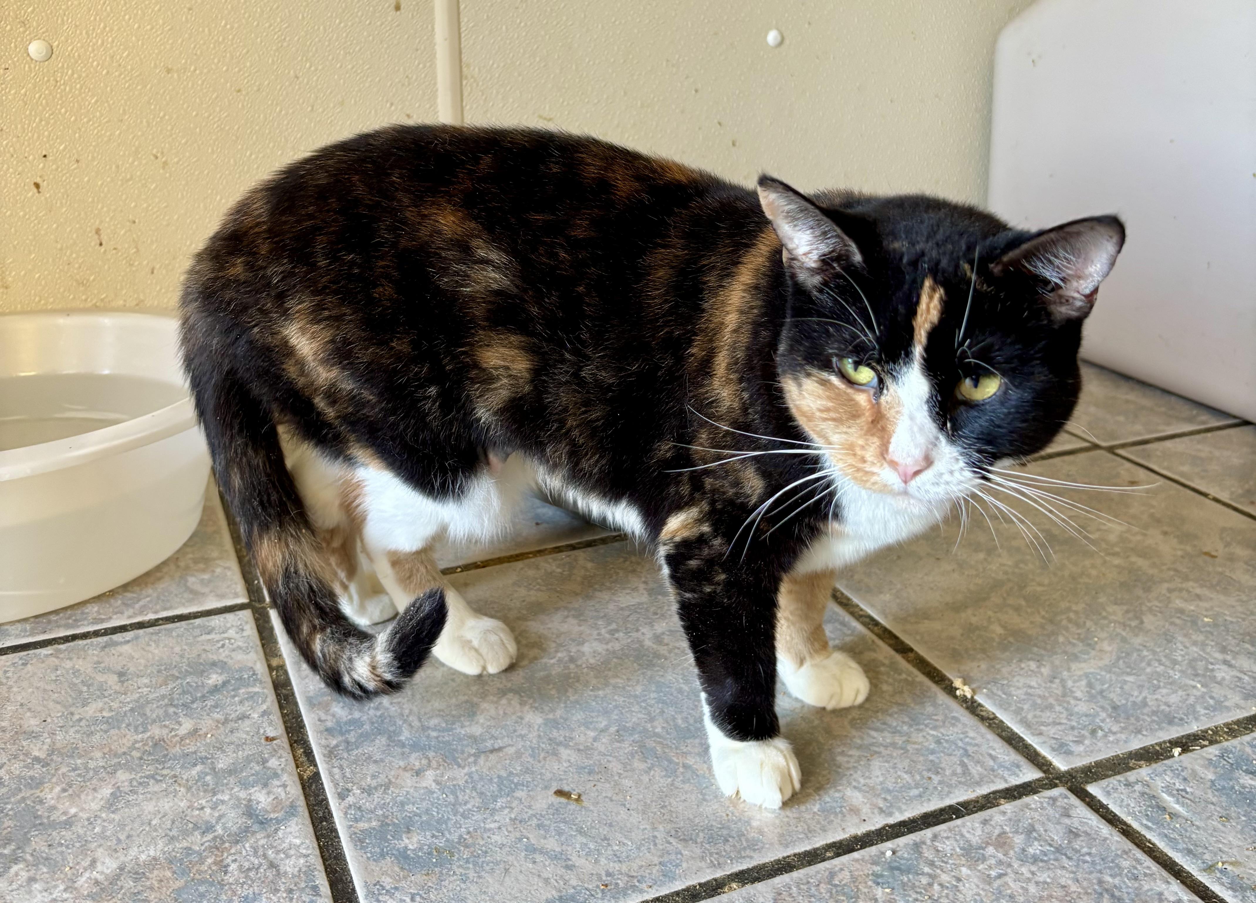 Enlarge HONEY, a Adoptable Calico in Owensboro, KY image 2/5