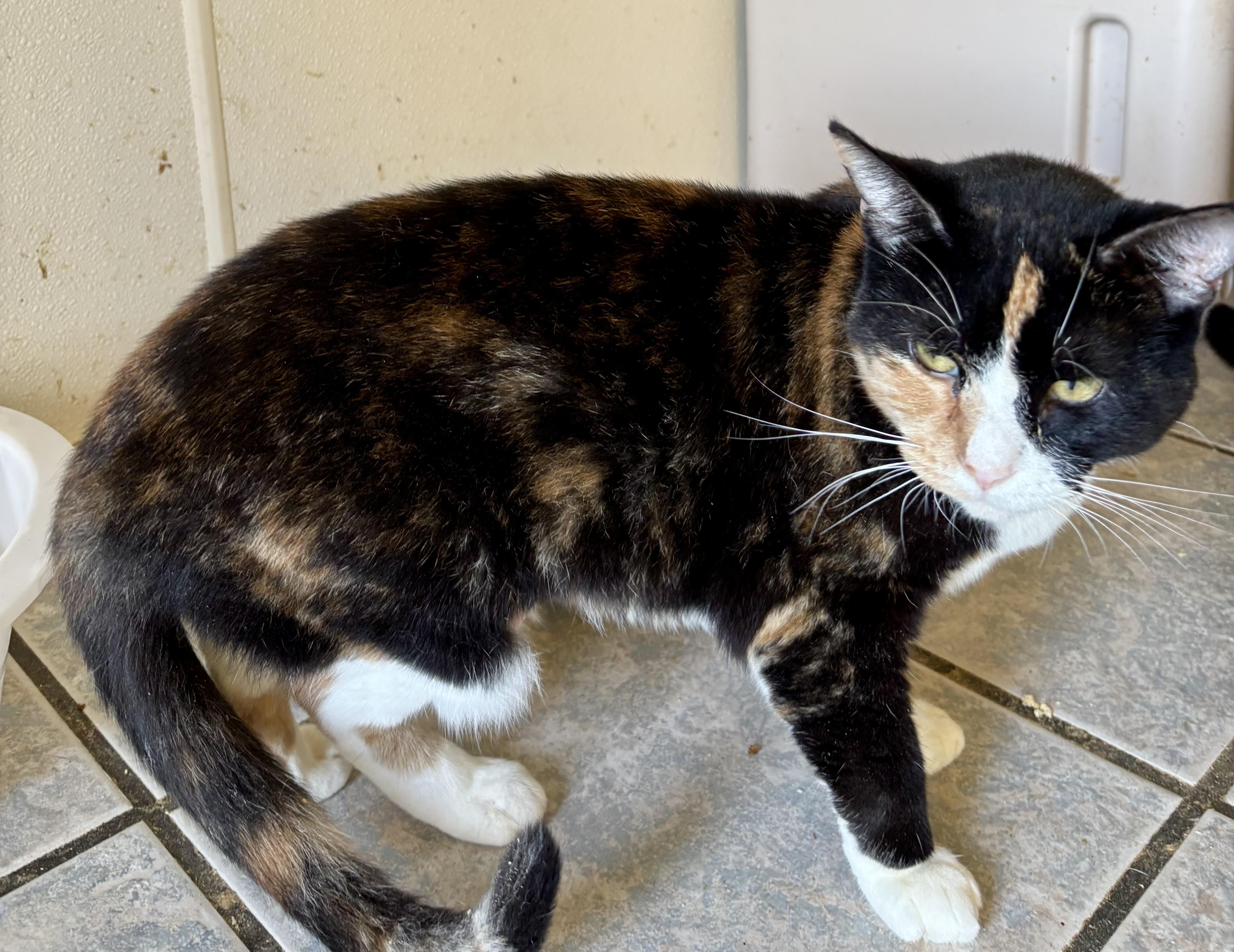Enlarge HONEY, a Adoptable Calico in Owensboro, KY image 5/5