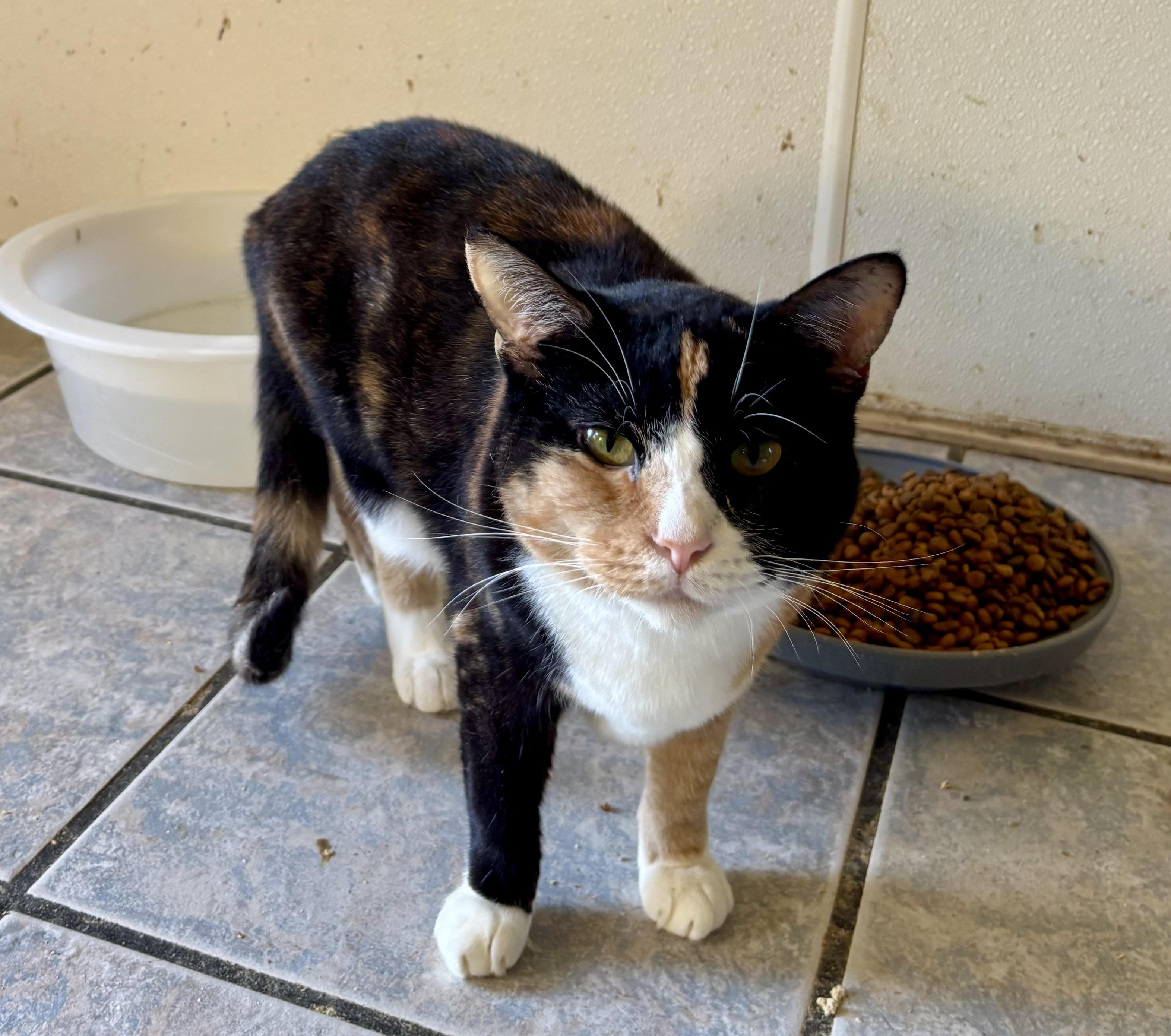 Enlarge HONEY, a Adoptable Calico in Owensboro, KY image 1/5