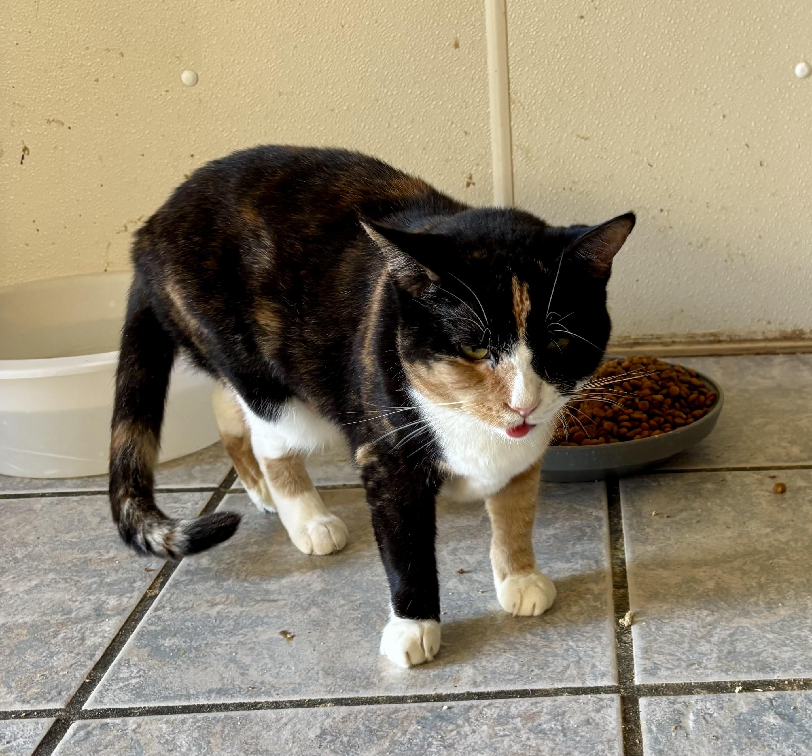 Enlarge HONEY, a Adoptable Calico in Owensboro, KY image 3/5