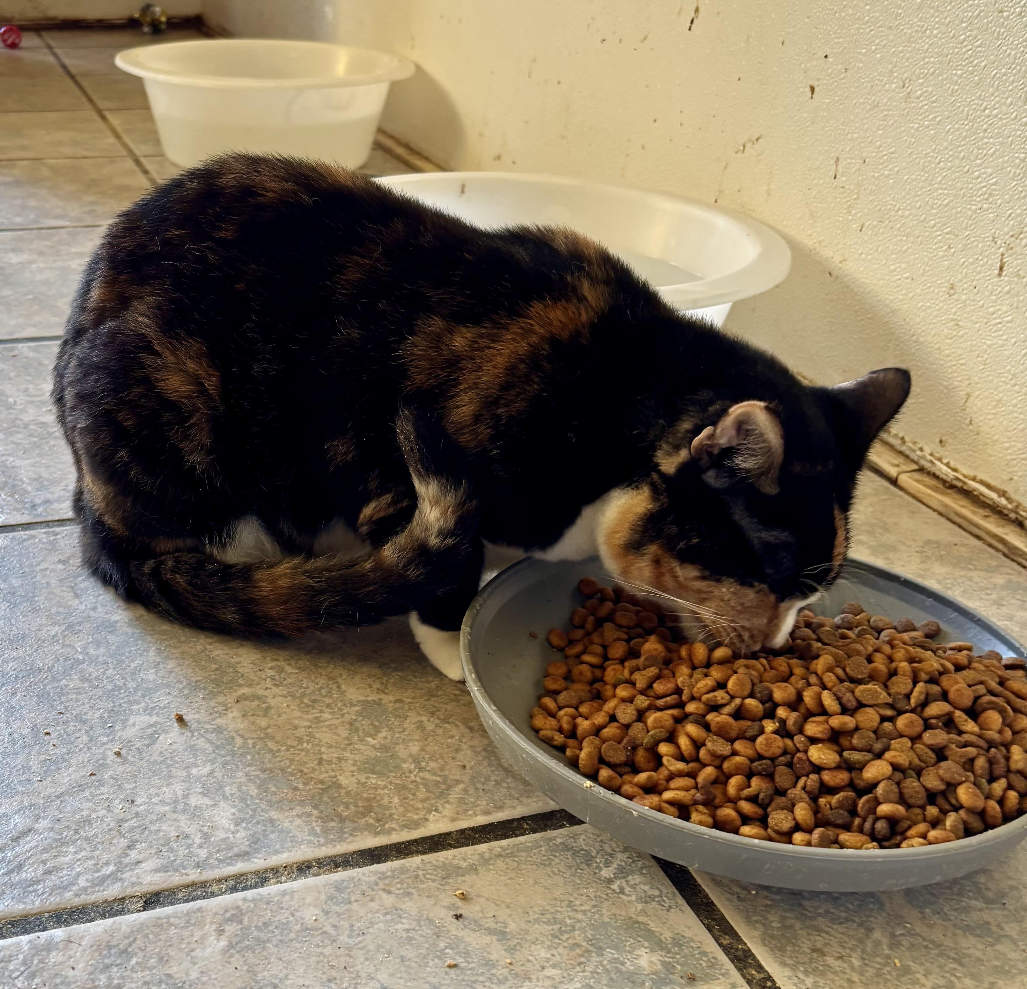 Enlarge HONEY, a Adoptable Calico in Owensboro, KY image 4/5