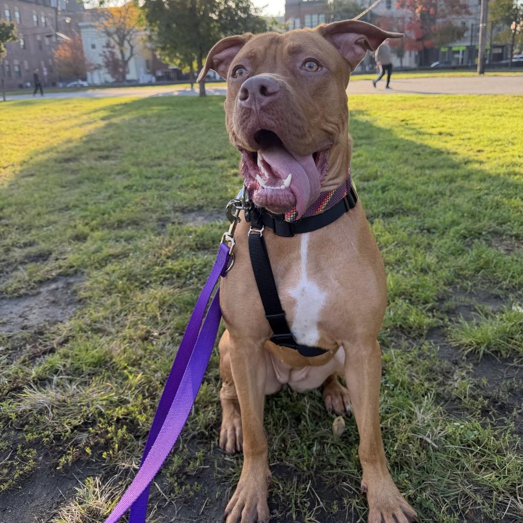 Enlarge Fabby Tabby, a Adoptable mixed breed in Jersey City, NJ image 3/6