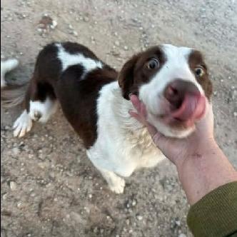 Enlarge Xena, a Adoptable Border Collie in West Plains, MO image 1/1