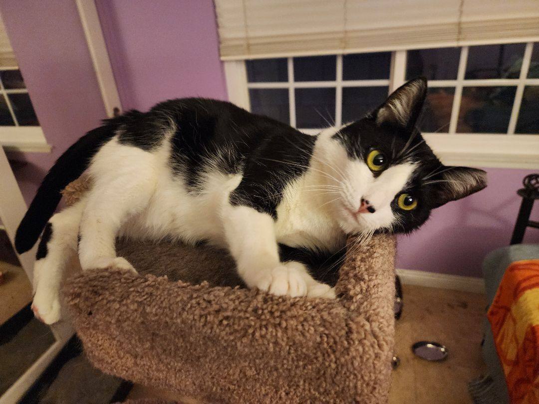 Dulce and Caramelo, a Adoptable Domestic Short Hair in Los Angeles, CA image 3/6