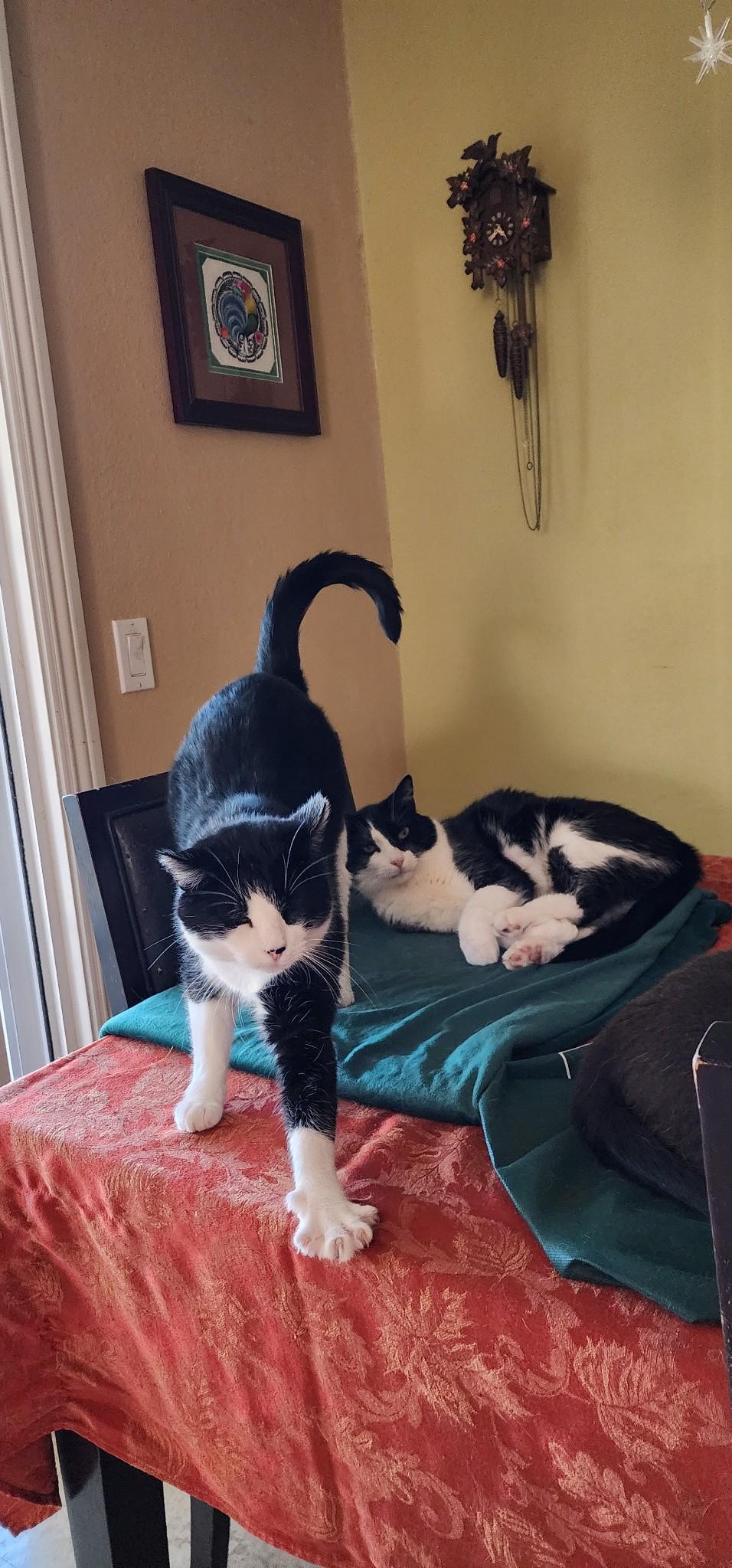 Enlarge Dulce and Caramelo, a Adoptable Domestic Short Hair in Los Angeles, CA image 6/6