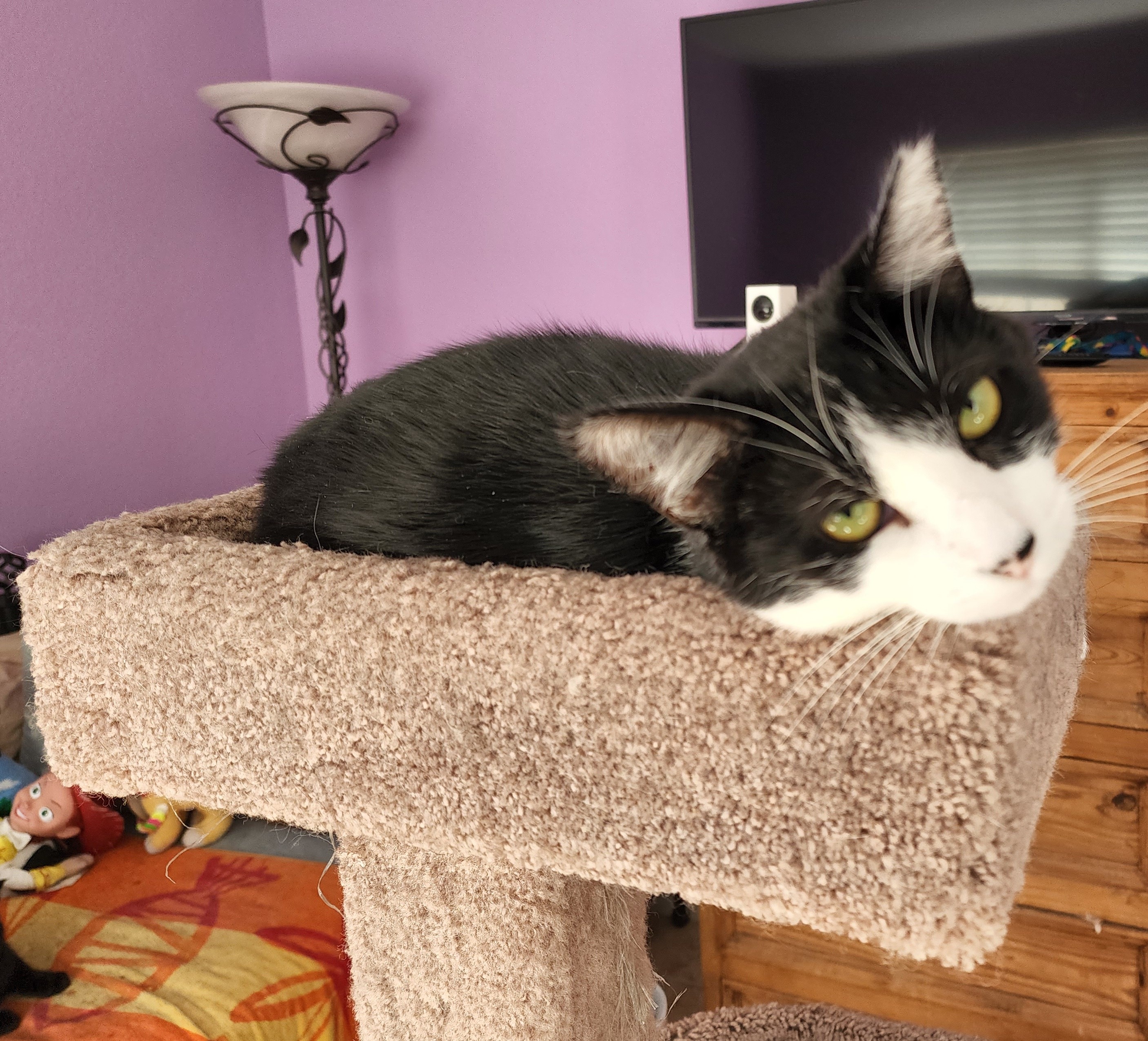 Dulce and Caramelo, a Adoptable Domestic Short Hair in Los Angeles, CA image 4/6