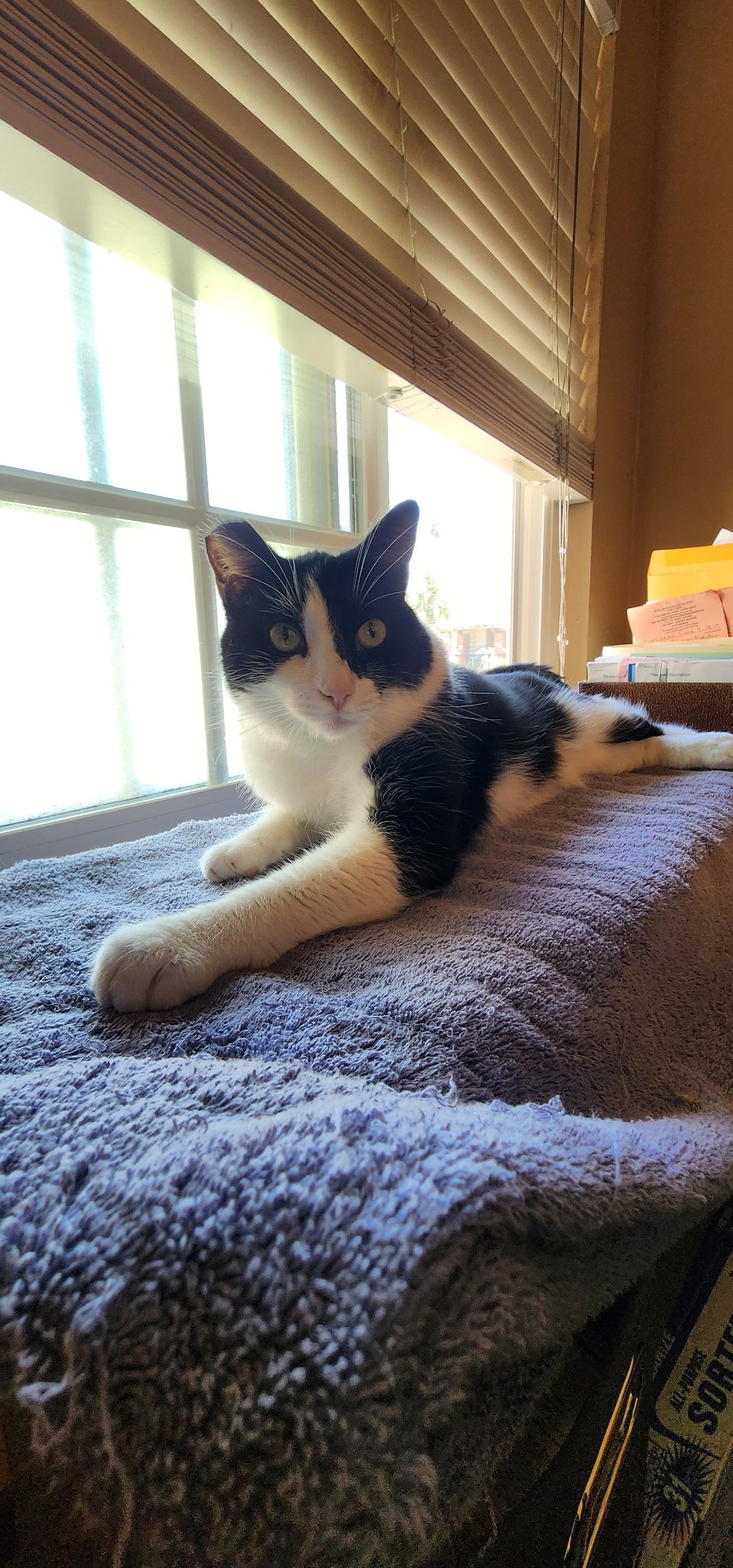 Dulce and Caramelo, Adoptable, Young Female Domestic Short Hair.