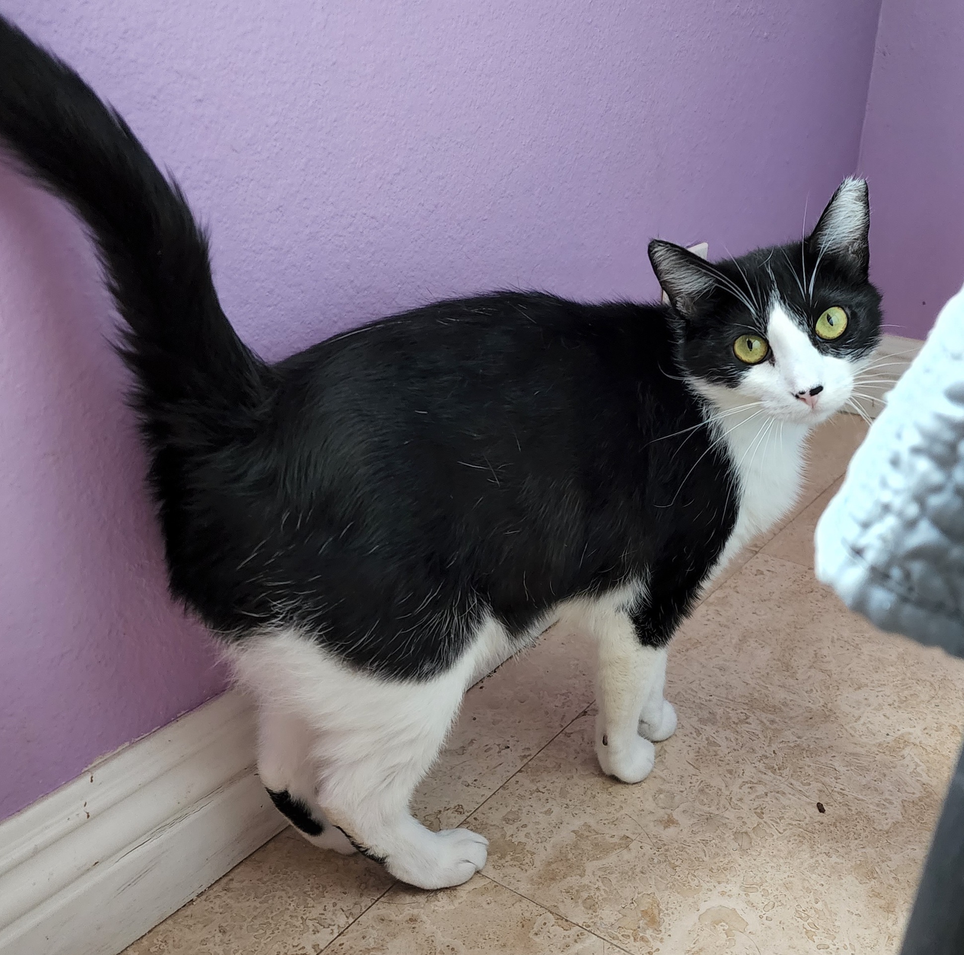 Dulce and Caramelo, a Adoptable Domestic Short Hair in Los Angeles, CA image 5/6