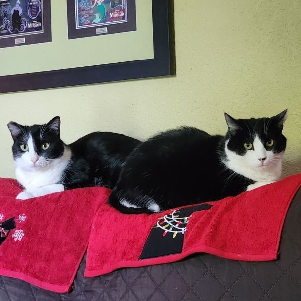 Dulce and Caramelo, a Adoptable Domestic Short Hair in Los Angeles, CA image 2/6