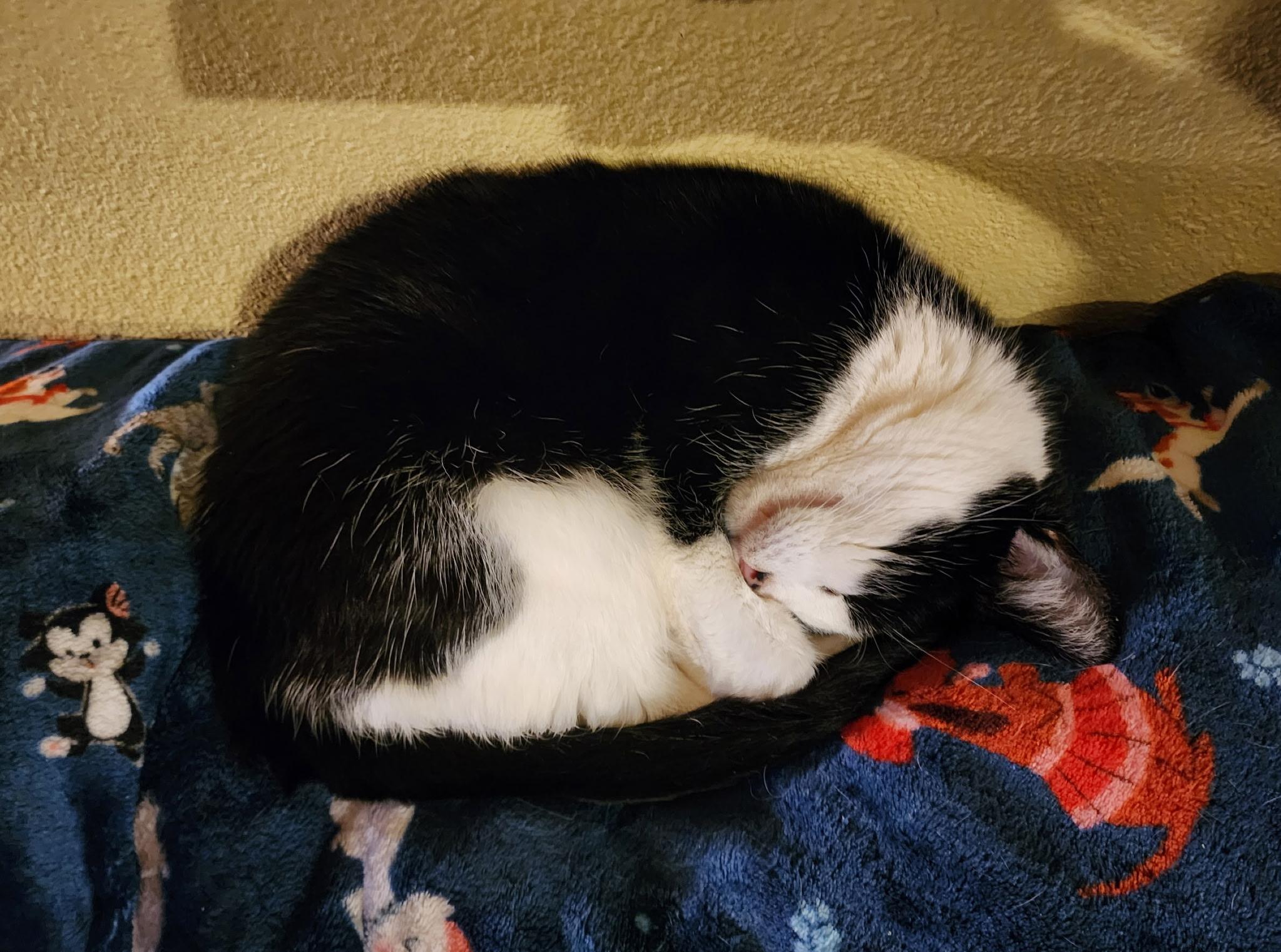 Enlarge Dulce and Caramelo, a Adoptable Domestic Short Hair in Los Angeles, CA image 5/6