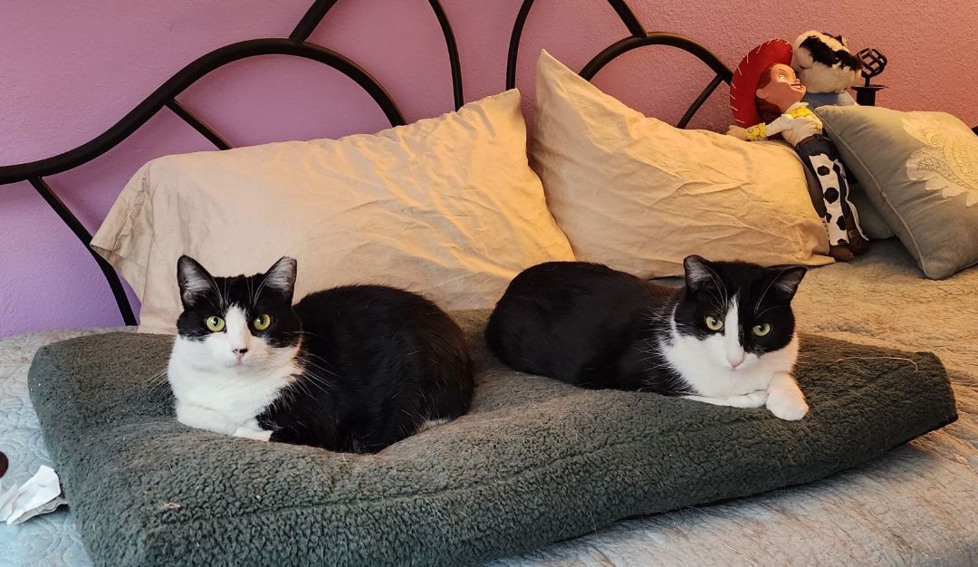 Dulce and Caramelo, a Adoptable Domestic Short Hair in Los Angeles, CA image 6/6