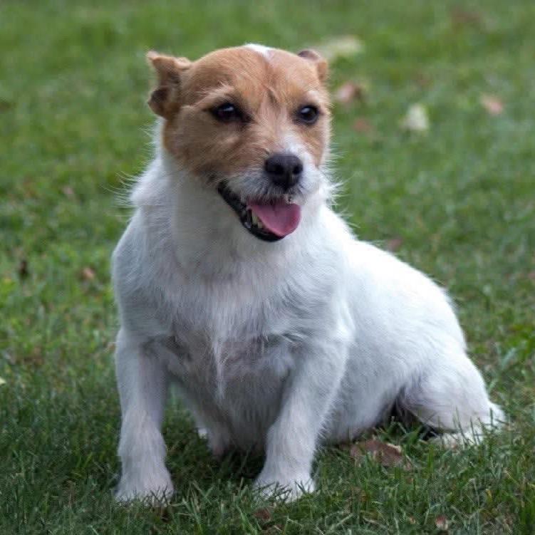 Enlarge Tinker, a Adoptable Jack Russell Terrier in Tunkhannock, PA image 1/1
