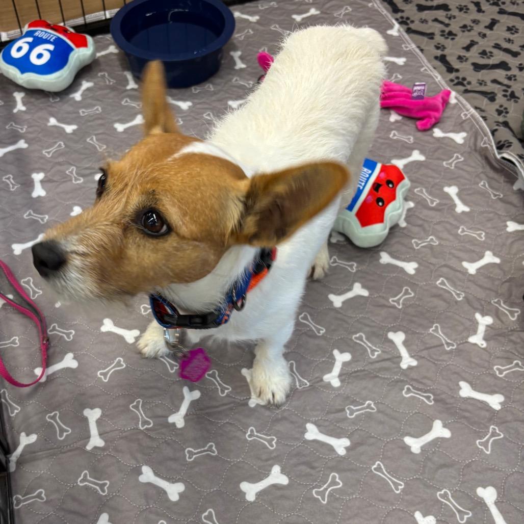 Enlarge Tinker, a Adoptable Jack Russell Terrier in Tunkhannock, PA image 2/2