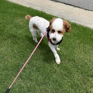 Meagan, Adoptable, Young Female Poodle.