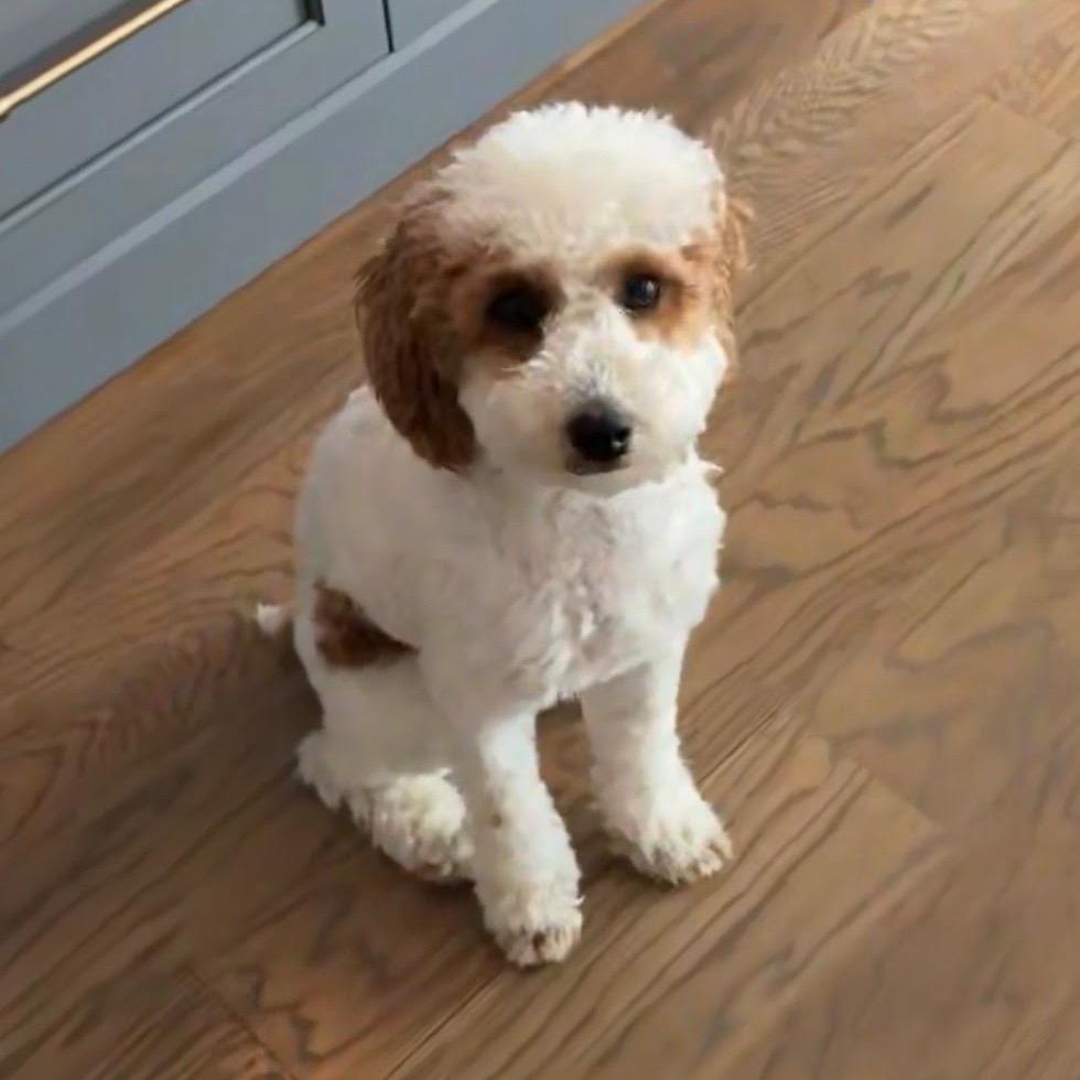 Enlarge Meagan, a Adoptable Poodle in Austell, GA image 3/3