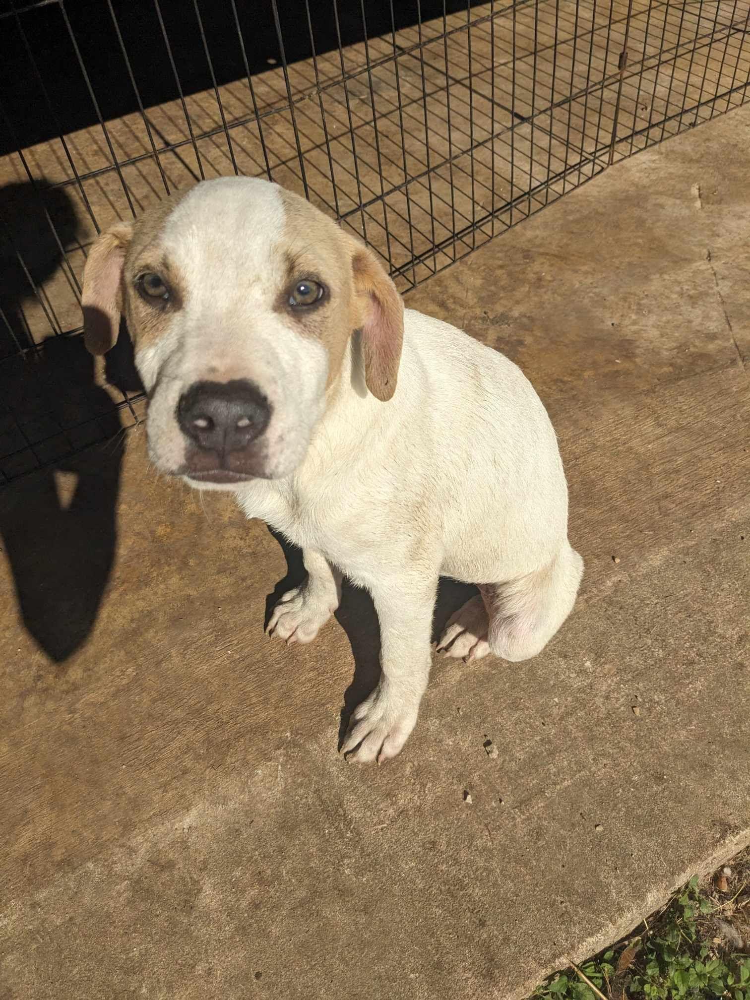 Enlarge Grasshopper, a Adoptable mixed breed in Houston, TX image 2/2