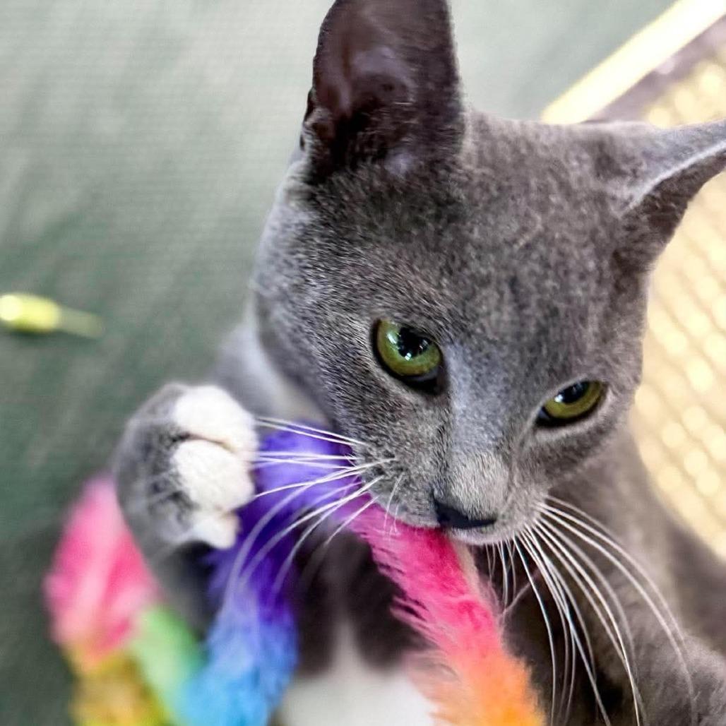 Clarice, Adoptable, Young Female Domestic Short Hair.