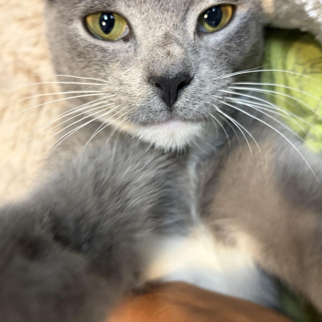 Enlarge Clarice, a Adoptable Domestic Short Hair in Ephrata, PA image 2/6