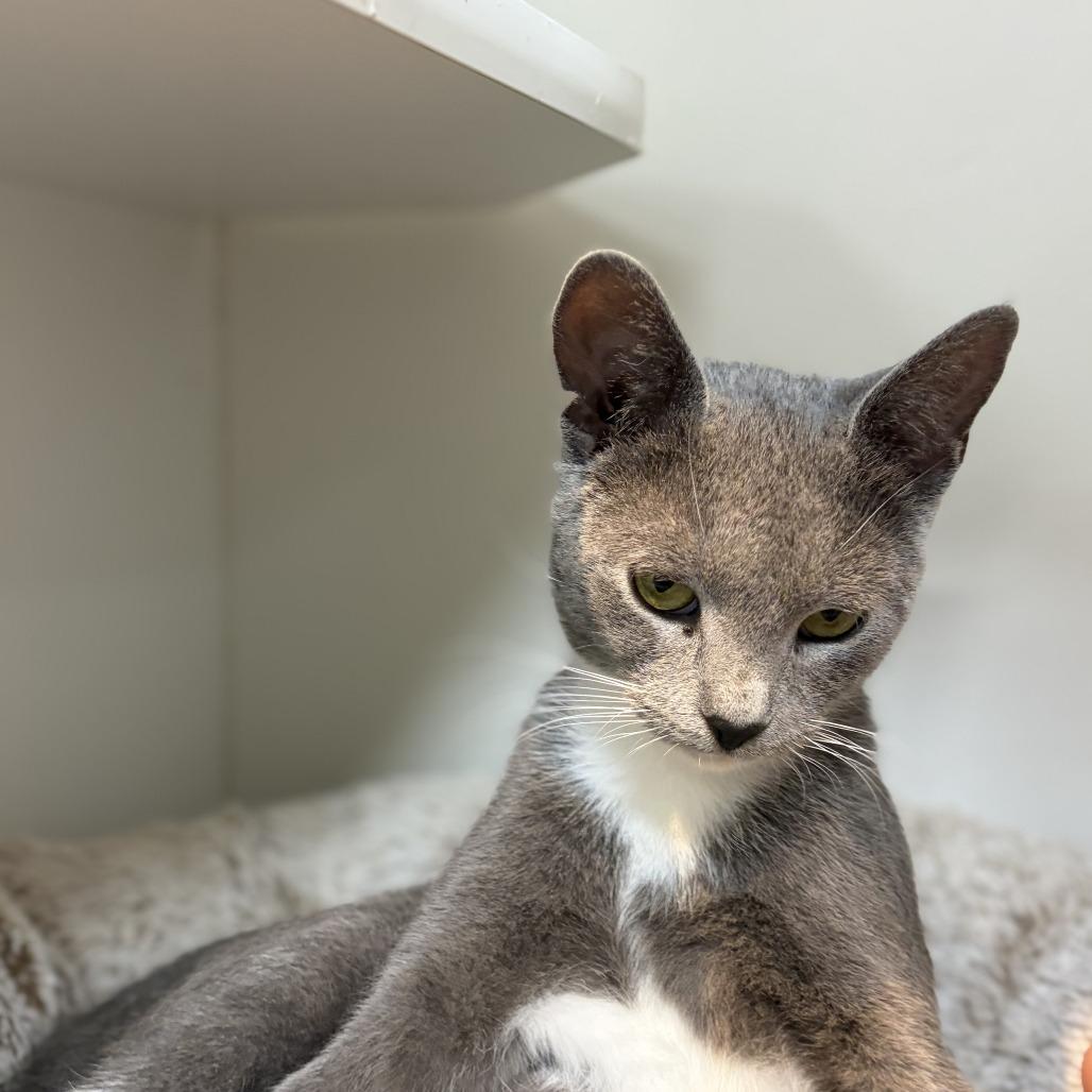 Enlarge Clarice, a Adoptable Domestic Short Hair in Ephrata, PA image 3/6
