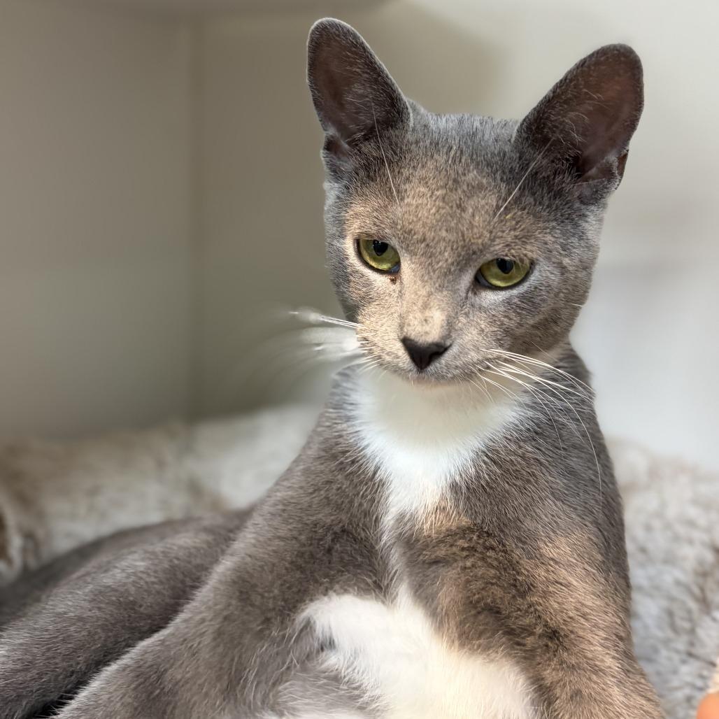 Enlarge Clarice, a Adoptable Domestic Short Hair in Ephrata, PA image 5/6