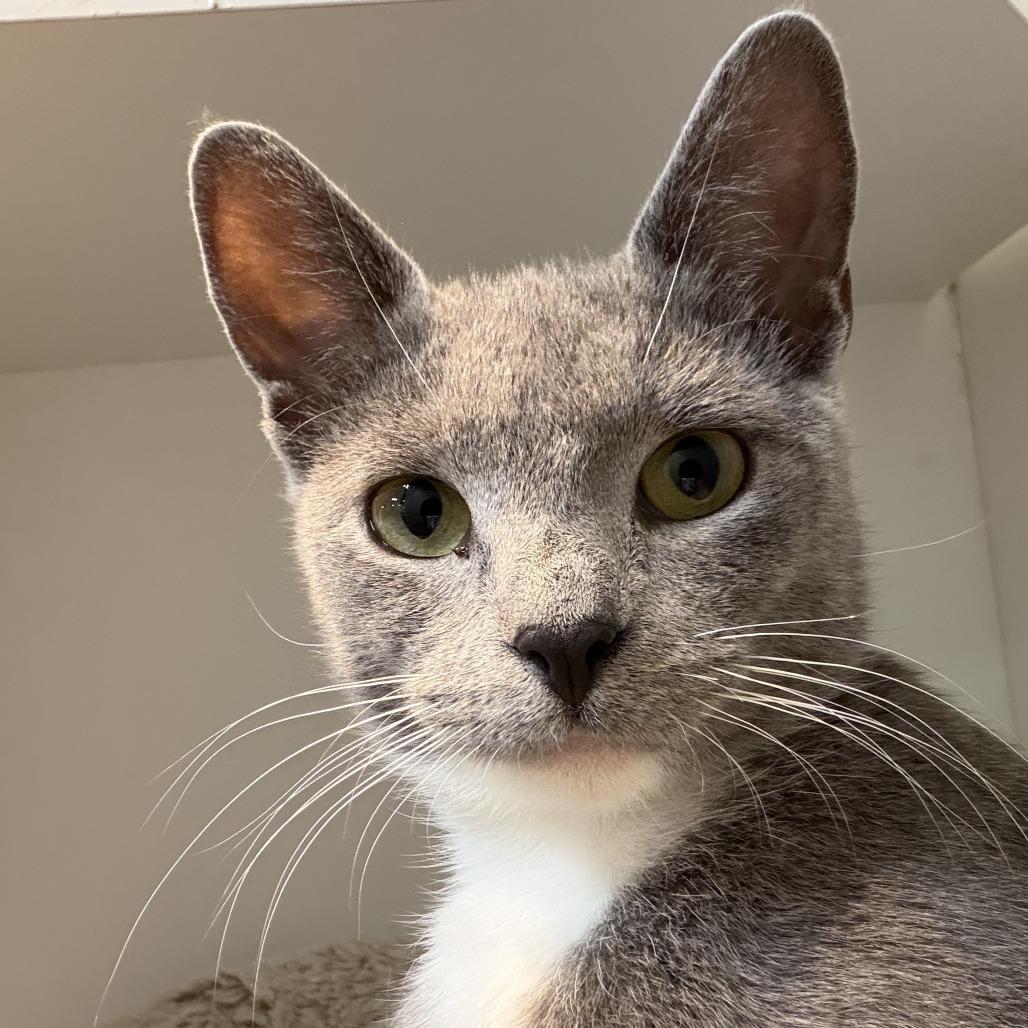Enlarge Clarice, a Adoptable Domestic Short Hair in Ephrata, PA image 6/6