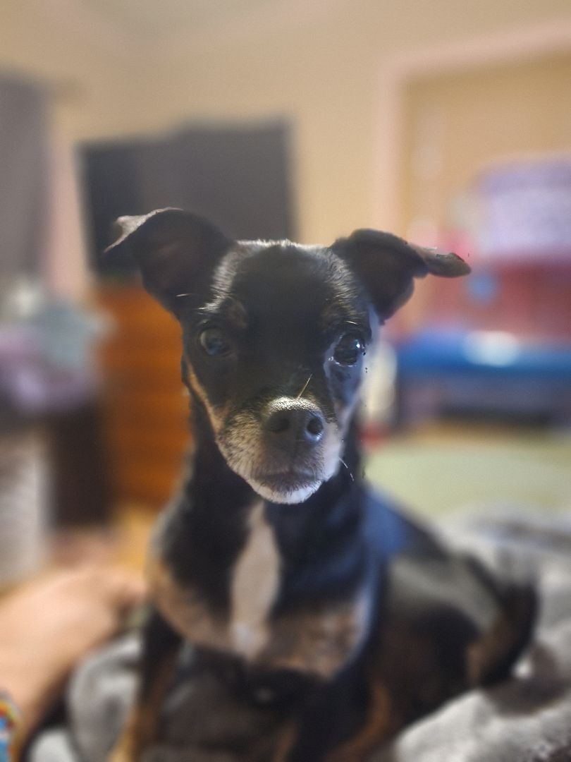 Cash, a Adoptable mixed breed in modesto, CA image 1/2