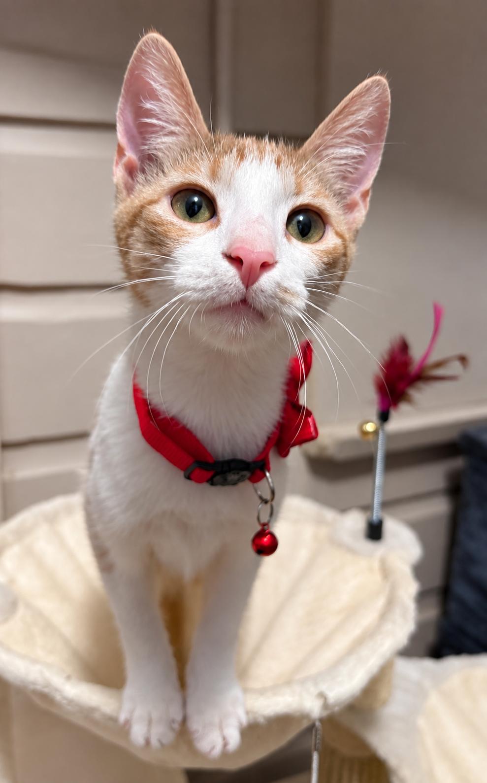 Enlarge Scruffy, a Adoptable Domestic Short Hair in Brattleboro, VT image 2/6