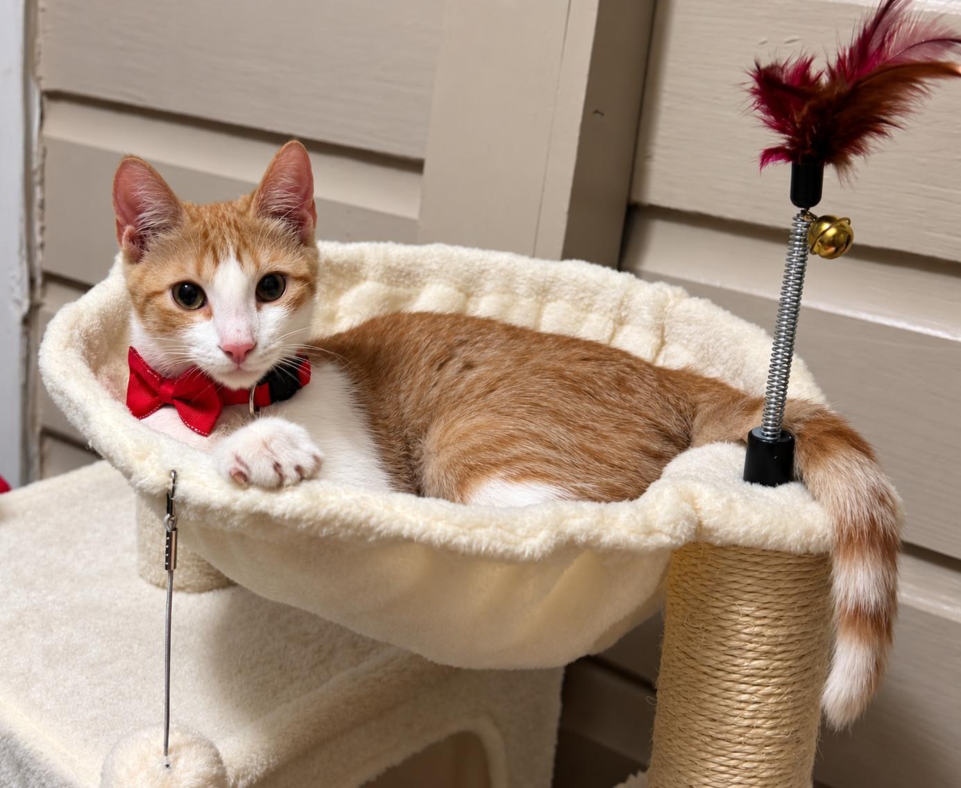 Enlarge Scruffy, a Adoptable Domestic Short Hair in Brattleboro, VT image 3/6