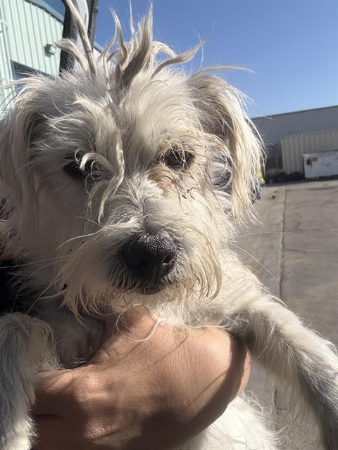 Milo -- URGENT!, adopted, Adult Male Maltese.